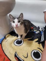 Found/Stray Male Cat last seen Park ave and 63rd st, Kansas City, MO 64130