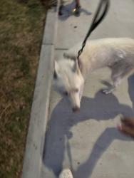 Found/Stray Unknown Dog last seen 28th street, San Bernardino, CA 92405