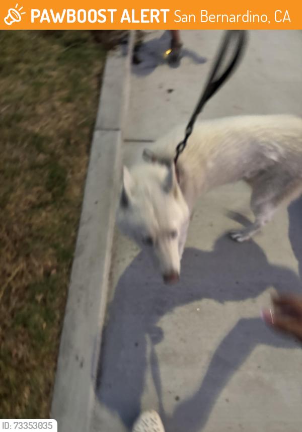 Found/Stray Unknown Dog last seen 28th street, San Bernardino, CA 92405