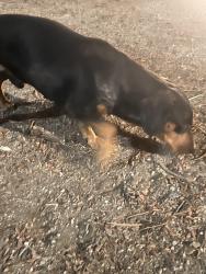 Found/Stray Unknown Dog last seen Sunset park near playground, Las Vegas, NV 89120