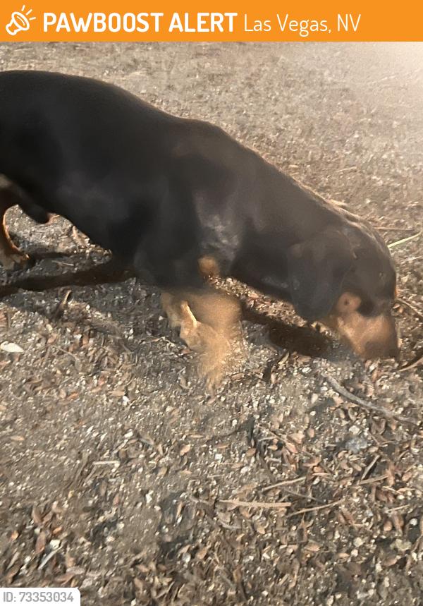 Found/Stray Unknown Dog last seen Sunset park near playground, Las Vegas, NV 89120