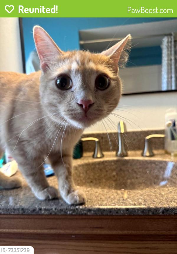 Reunited Male Cat last seen 64th st, Greenfield, WI 53220