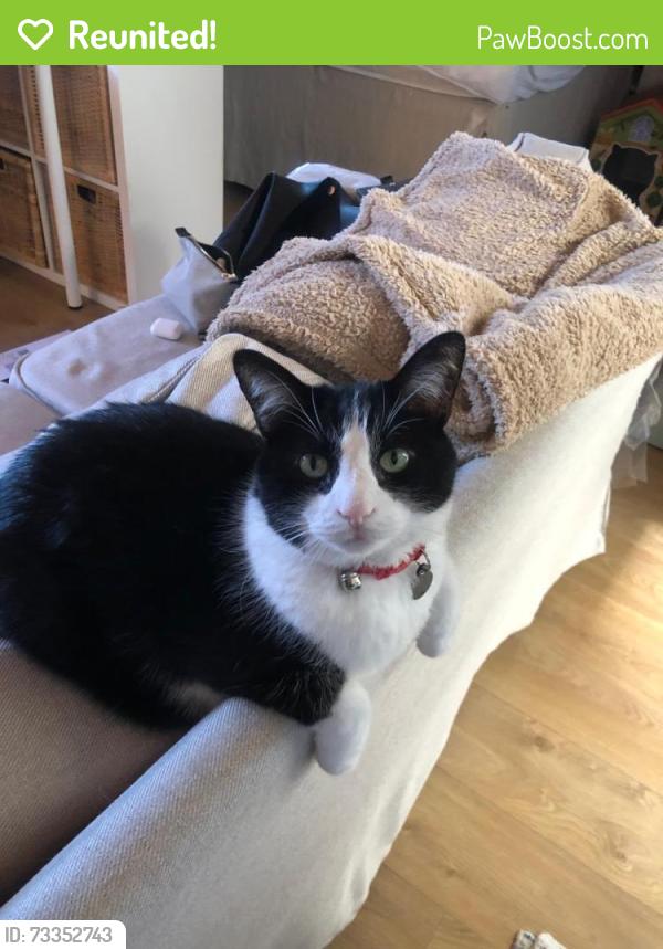 Reunited Male Cat last seen Forgal St. and Norcross Ave., Port St. Lucie, FL 34983