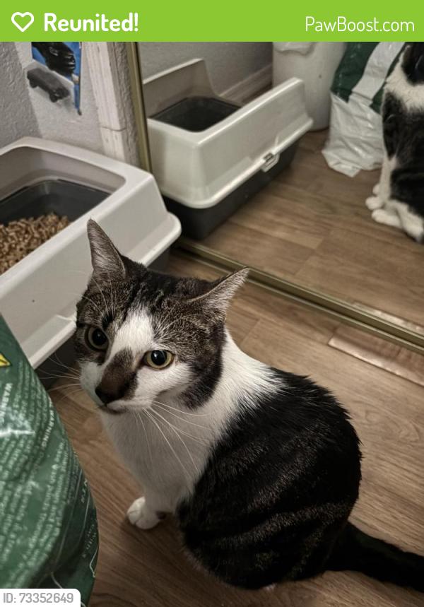 Reunited Female Cat last seen Near East Delano dr, Casa Grande, AZ 85122