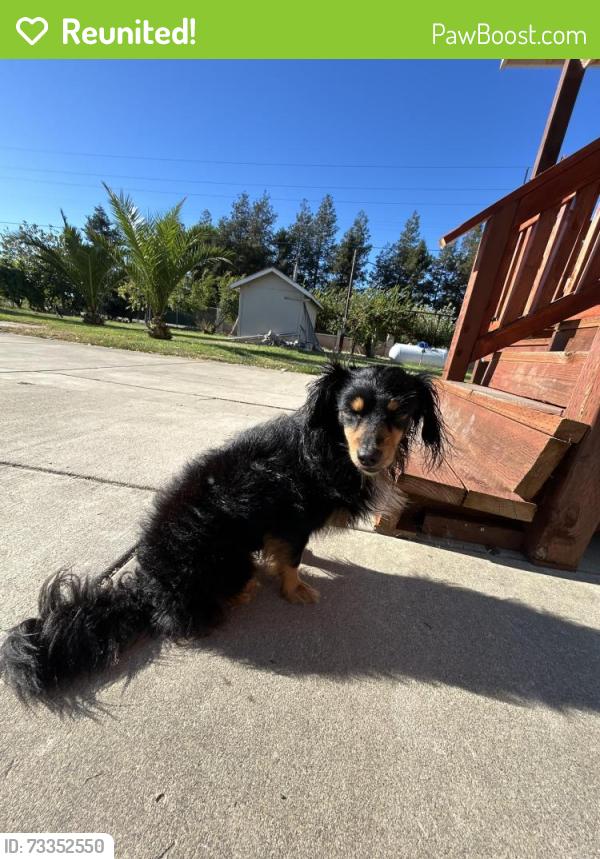 Reunited Male Dog last seen Ray Road and Peltier, Lodi, CA 95242