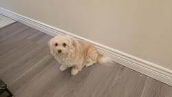 Reunited Female Dog last seen Last seen around Nelson Street, Burnaby, BC V5J 1N2