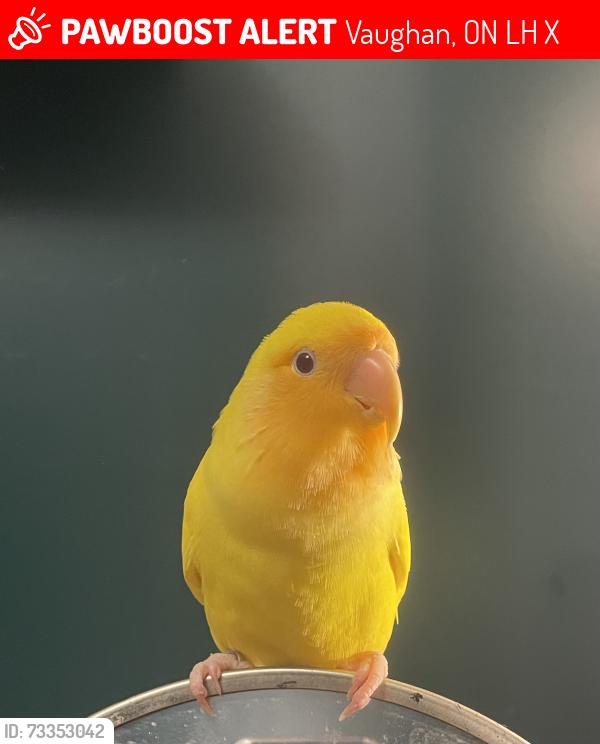 Lost Unknown Bird last seen Davos and Tule, Vaughan, ON L4H 2X9
