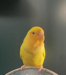Lost Unknown Bird last seen Davos and Tule, Vaughan, ON L4H 2X9