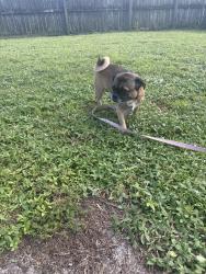 Reunited Male Dog last seen Princeton ave, Melbourne, FL 32901