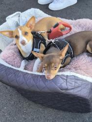 Lost Female Dog last seen MONTGOMERY DR AND WHALEY DR THE VILLAGES, San Jose, CA 95135