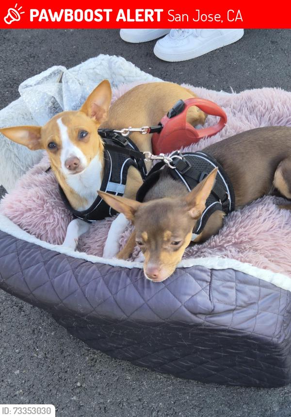 Lost Female Dog last seen MONTGOMERY DR AND WHALEY DR THE VILLAGES, San Jose, CA 95135