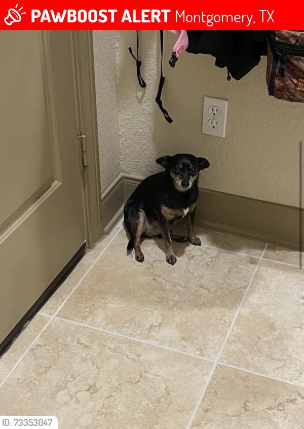 Lost Female Dog last seen On collier and majestic drive and again on hills of Montgomery, Montgomery, TX 77316