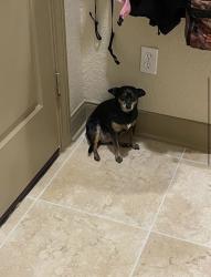 Lost Female Dog last seen On collier and majestic drive and again on hills of Montgomery, Montgomery, TX 77316