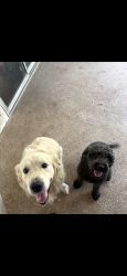 Reunited Male Dog last seen Near timberbrook dr spring Texas, Spring, TX 77373
