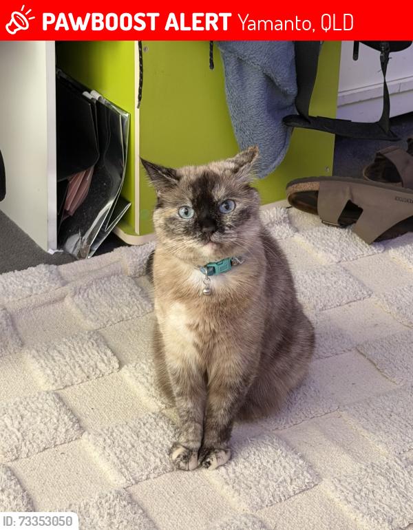 Lost Female Cat last seen At home, Yamanto, QLD 4305