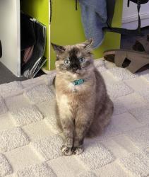 Lost Female Cat last seen At home, Yamanto, QLD 4305
