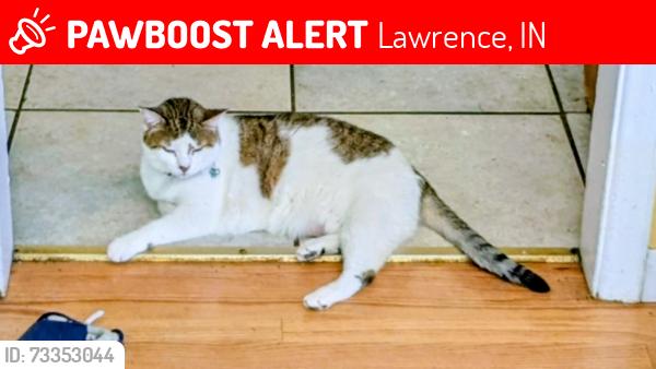 Lost Female Cat last seen 49th. Normal Ave, Lawrence, IN 46226