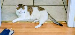 Lost Female Cat last seen 49th. Normal Ave, Lawrence, IN 46226