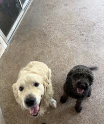 Reunited Male Dog last seen Wood River Rd, Spring, TX 77373