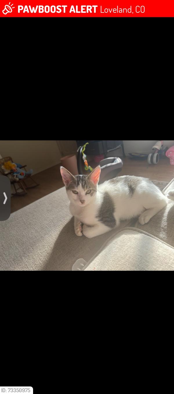 Lost Male Cat last seen Eisenhower and Hahns Peak Dr, Loveland, CO 80538