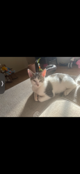 Lost Male Cat last seen Eisenhower and Hahns Peak Dr, Loveland, CO 80538