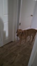 Reunited Male Dog last seen Near Cabrillo Ave, Santa Clara, CA 95051, USA, Santa Clara, CA 95051