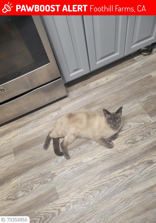 Lost Male Cat last seen Maddahorn, Foothill Farms, CA 95842