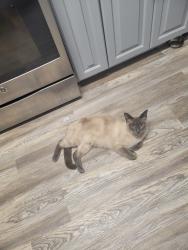 Lost Male Cat last seen Maddahorn, Foothill Farms, CA 95842