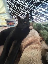 Lost Male Cat last seen Paso Robles san Martín ca, San Martin, CA 95038