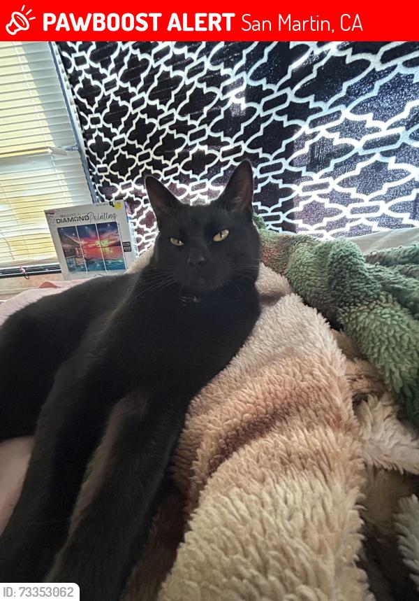 Lost Male Cat last seen Paso Robles san Martín ca, San Martin, CA 95038