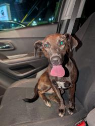 Reunited Female Dog last seen On the corner of prospect and hall, Grand Rapids, MI 49506