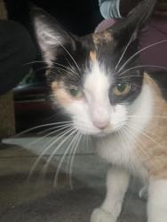 Found/Stray Female Cat last seen Papa johns, East Cleveland, OH 44112