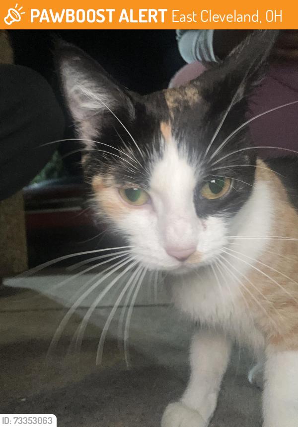 Found/Stray Female Cat last seen Papa johns, East Cleveland, OH 44112