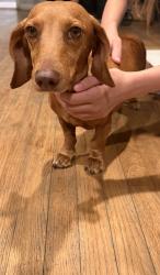 Found/Stray Unknown Dog last seen J st Chula Vista, Chula Vista, CA 91910