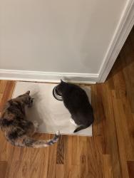 Reunited Female Cat last seen Near Chatooga Way Bonaire, GA, Bonaire, GA 31005
