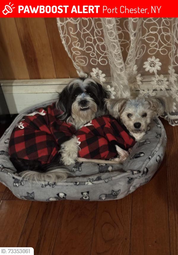 Lost Male Dog last seen Same address about, Port Chester, NY 10573