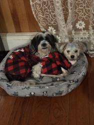 Lost Male Dog last seen Same address about, Port Chester, NY 10573