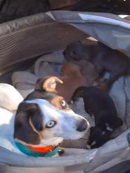 Lost Female Dog last seen Alamo ranch pkwy, San Antonio, TX 78253