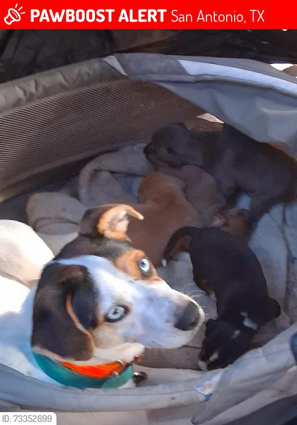 Lost Female Dog last seen Alamo ranch pkwy, San Antonio, TX 78253