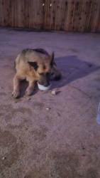 Found/Stray Female Dog last seen Virburnm street & 87th street, California City, ca 93505, California City, CA 93505