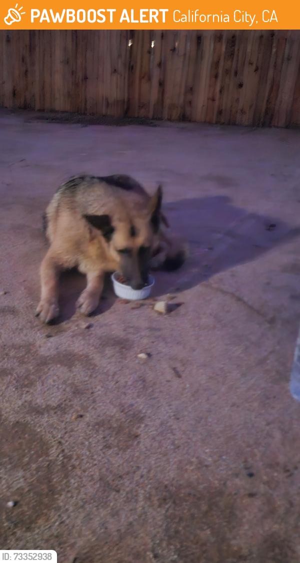 Found/Stray Female Dog last seen Virburnm street & 87th street, California City, ca 93505, California City, CA 93505