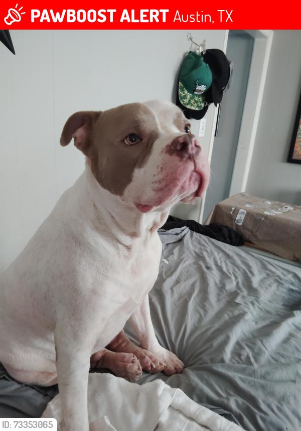 Lost Male Dog last seen Great Northern Blvd Dog Park, Austin, TX 78757