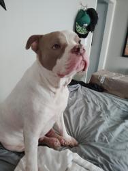 Lost Male Dog last seen Great Northern Blvd Dog Park, Austin, TX 78757
