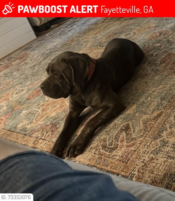 Lost Female Dog last seen Chicfila Luau, Fayetteville, GA 30214