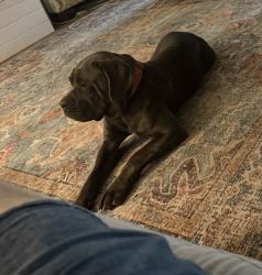 Lost Female Dog last seen Chicfila Luau, Fayetteville, GA 30214