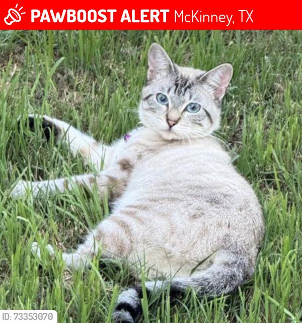 Lost Female Cat last seen Virginia Parkway, McKinney, TX 75071