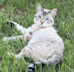 Lost Female Cat last seen Virginia Parkway, McKinney, TX 75071