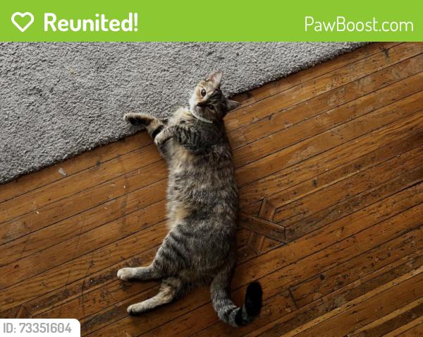 Reunited Female Cat last seen Shale Ave &Manganite dr, Dover, DE 19904
