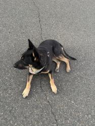 Found/Stray Male Dog last seen Buhach & Queen Elizabeth Dr., McSwain, CA 95301