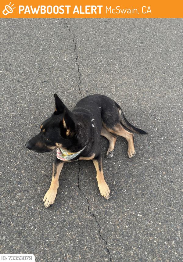 Found/Stray Male Dog last seen Buhach & Queen Elizabeth Dr., McSwain, CA 95301